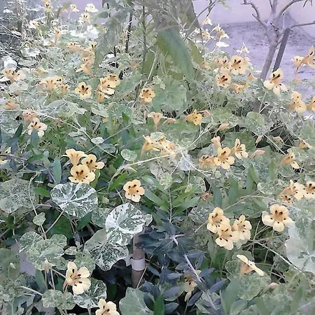 Harmony Hall Veganic