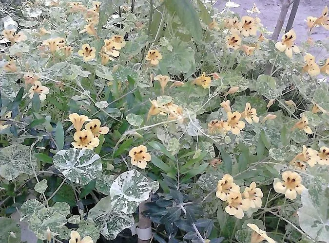 Harmony Hall Veganic